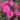 heidetraum