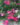 heidetraum