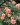 Belvedere_kruma
