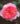 Boscobel_L
