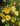IMG_inka