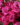 LILA_WUNDER