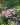 OLIVIA_ROSE_AUSTIN_01__55934