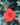 Orange-babyflor