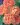 Pat-Austin-Rose-1