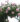 South-Pacific-Roses-New-Dawn-Rose-1