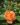 apricot-clementine1