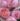 brother-cadfael-roses_u-L-PZLV1P0