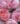 brother-cadfael-roses_u-L-PZLV1P0
