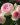 Strauchrose ‘Eden Rose 85’ ® – Rosa ‘Eden Rose 85’ ®