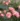 harlekin-rose-9.jpg