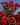 kordes_brillant