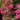 rambling-roses-alexandre-girault_nen_41139