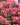 rosarium-uetersen-rose-1.jpg
