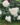 white-meidiland1