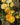 yelow-clementine
