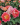 1839_roz-de-sistersan–rose-des-cister