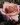 Simply_Gorgeous_Hybrid_Tea_Garden_Rose_14_23-scaled