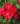 Beetrose ‘Rotilia’ ® – Rosa ‘Rotilia’ ® ADR-Rose