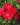 Beetrose ‘Rotilia’ ® – Rosa ‘Rotilia’ ® ADR-Rose