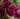 large-rose-fl-burgundy-ice