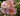 lavender-pinocchio-photo-big
