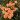 rosa-the-fairy-orange-roza-o_257556