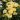 rose-golden-border-1