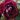 roze_burgundy_ice