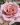 simply-gorgeous-garden-rose-1