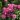 thelma_crop