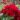 Red_Romance