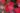 chilli_clemenetine